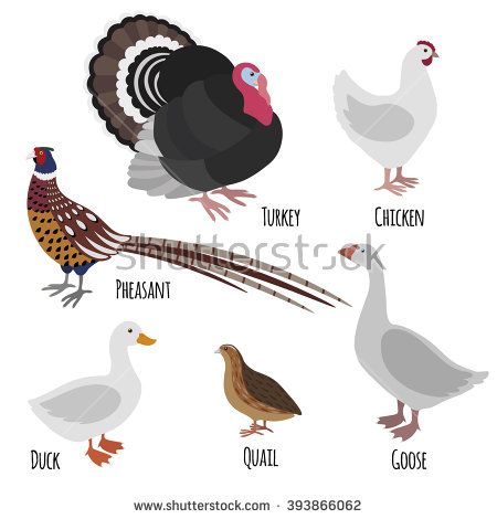 450x470 Pheasant Vector