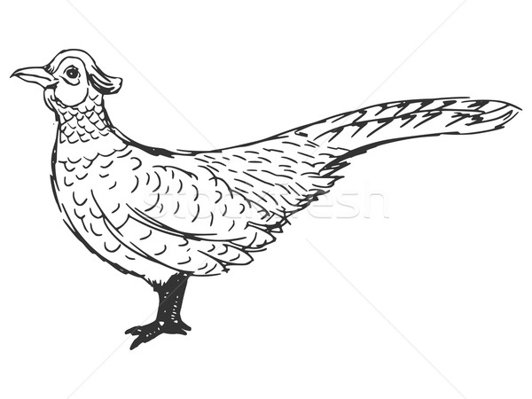 600x450 Pheasant Vector Illustration Oleksandr Kovalenko (Perysty