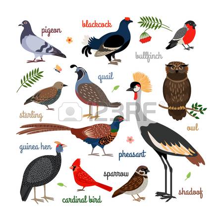 450x450 Golden Pheasant Clipart Pheasant Vector