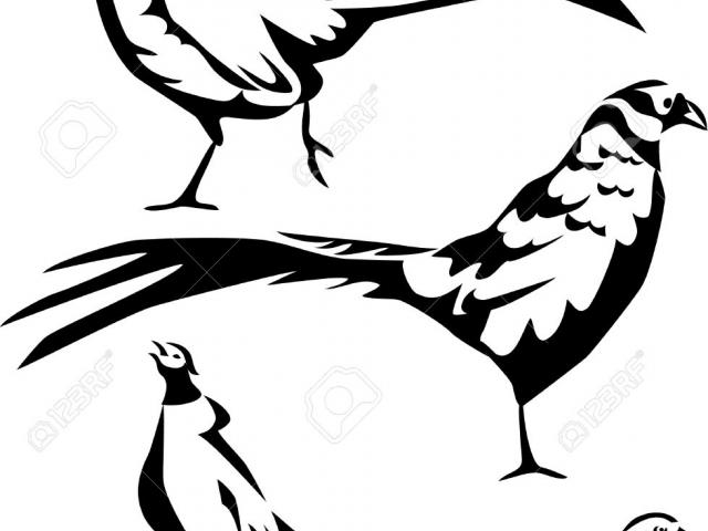 640x480 Golden Pheasant Clipart Pheasant Vector 10