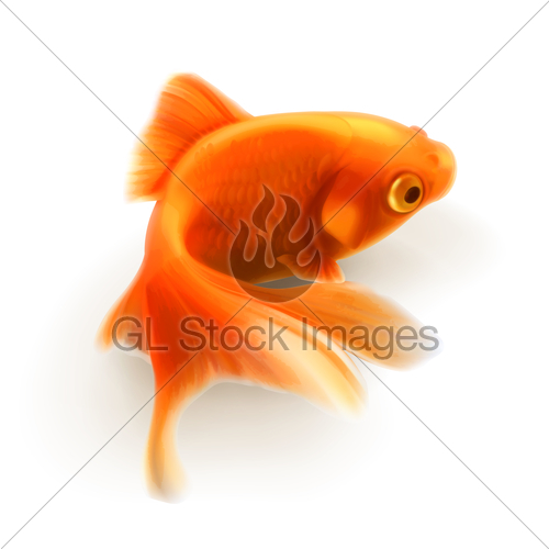 500x500 Goldfish, Photorealistic Vector Illustration Gl Stock Images