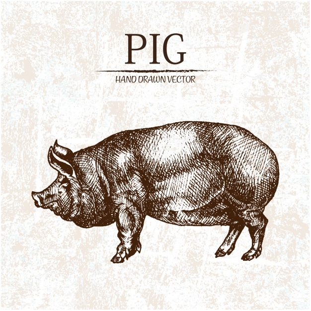 626x626 Pig Vectors, Photos And Psd Files Free Download