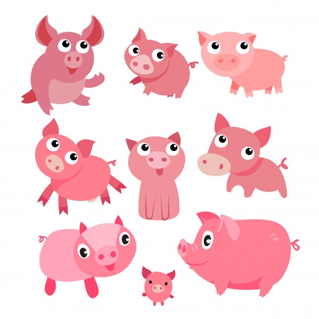 626x626 Pig Vectors, Photos And Psd Files Free Download