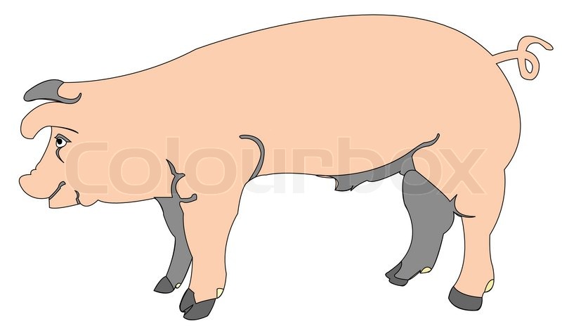 800x474 Cartoon Of A Pig, Abstract Vector Art Illustration Stock Vector