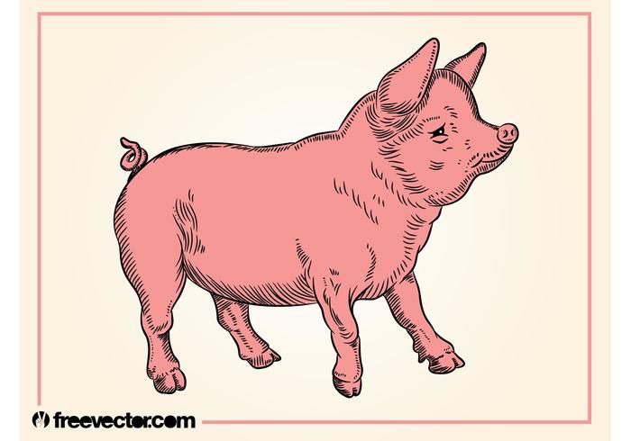 700x490 Pig Free Vector Art
