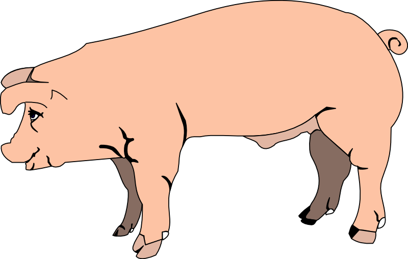 800x508 Collection Of Free Pig Vector Realistic Cartoon. Download On Ubisafe