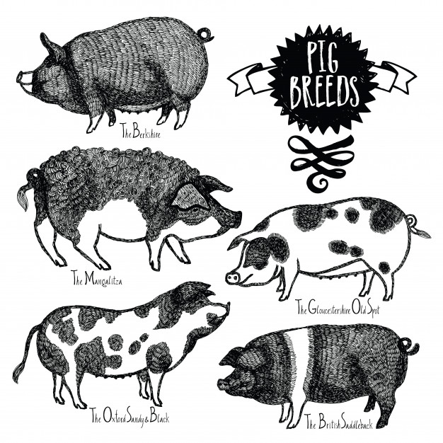 626x626 Pig Vector Vectors, Photos And Psd Files Free Download