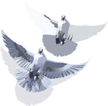 350x343 Free Pigeon Vector 3 Clipart And Vector Graphics