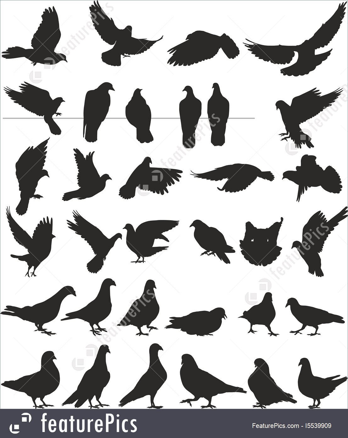 1106x1392 Pigeon Vector Silhouettes Bird