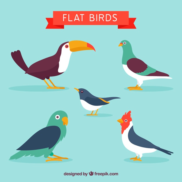 626x626 Pigeon Vectors, Photos And Psd Files Free Download