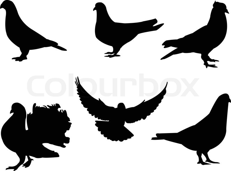 800x591 Pigeon Silhouette