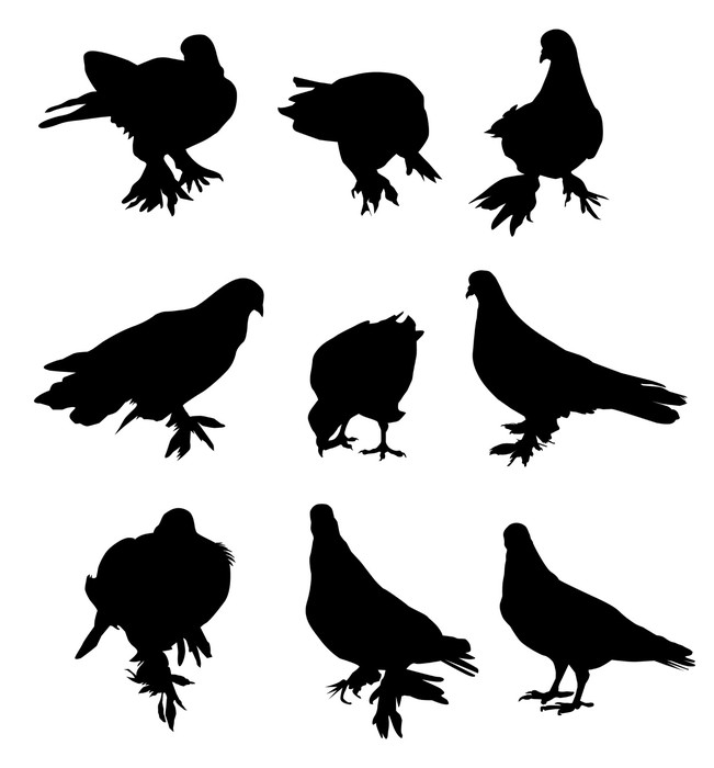 651x700 Pigeon Vector Wall Mural We Live To Change