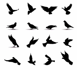 268x243 Pigeon Vectors Stock For Free Download About (13) Vectors Stock In
