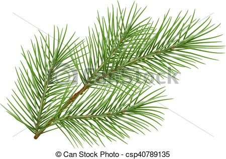 450x317 Green Fluffy Pine Branch Symbol Of New Year. Isolated On White
