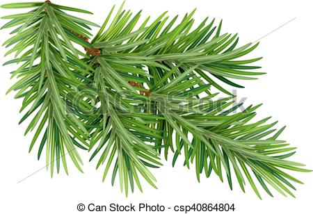 450x308 Green Fluffy Pine Branch. Isolated On White Background