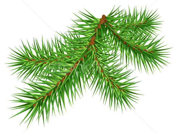 600x452 Green Pine Branch On White Background Vector Illustration Alexey