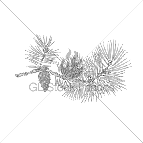 500x500 Pine Branch With Pine Cone As Vintage Engraving Vector Gl Stock