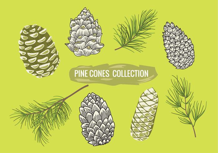 700x490 Pine Branch With Pine Cones Set Collection