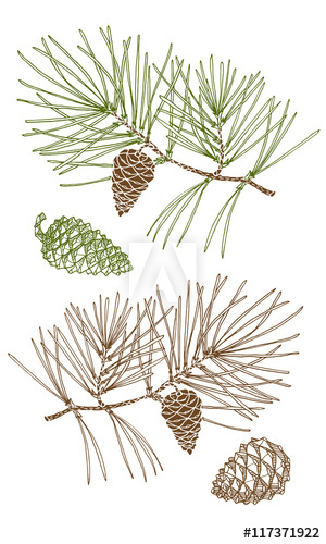 300x500 Spruce Branch With Cones Hand Drawing, Sketch, Pine Branch, Pine