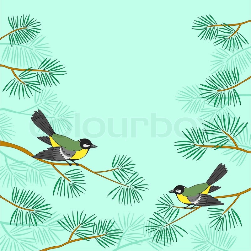 800x800 Background, Pair Birds Titmouse Sitting On Pine Branches Against