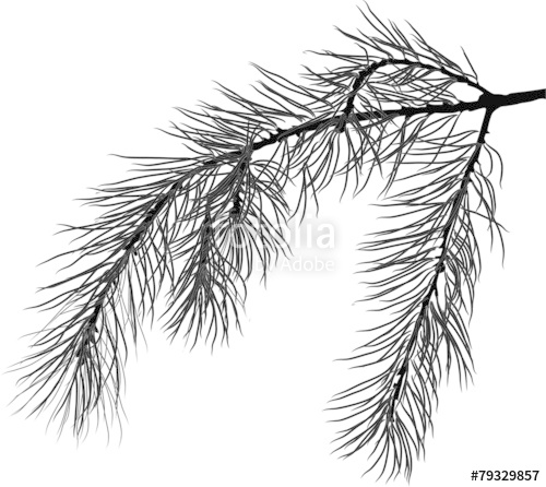 500x446 Black Pine Tree Branch Isolated Illustration Stock Image And