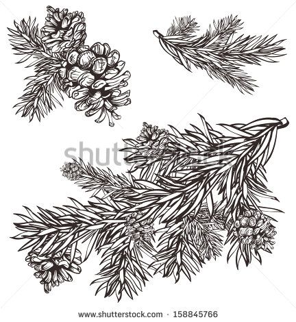 432x470 Hand Drawn Christmas Design Christmas Pine Branch And Pine Cones