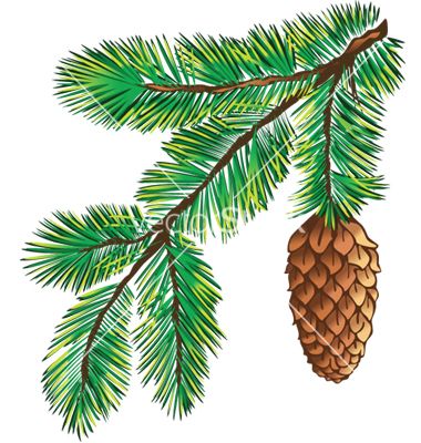 380x400 Branch Of Pine With Cone Vector Art