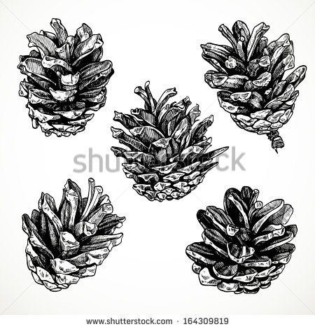 450x470 Drawn Pine Cone Vector