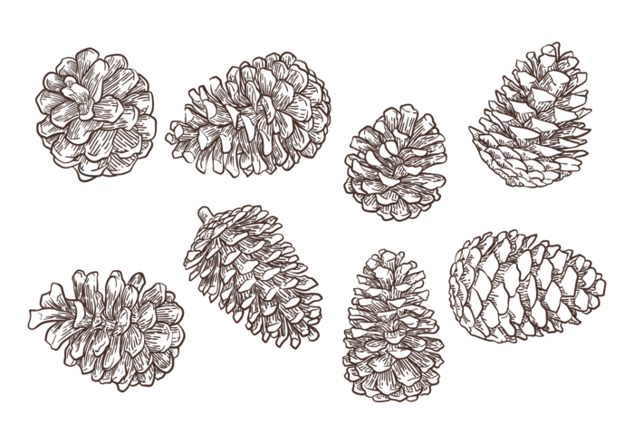 Pine Cone Vector at GetDrawings | Free download