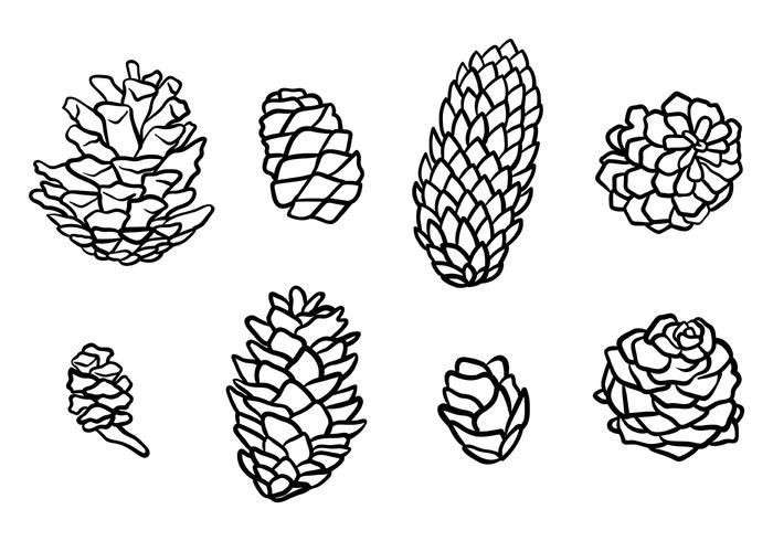 700x490 Free Pine Cones Vector Icons