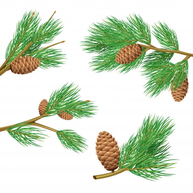626x626 Pine Cone Vectors, Photos And Psd Files Free Download