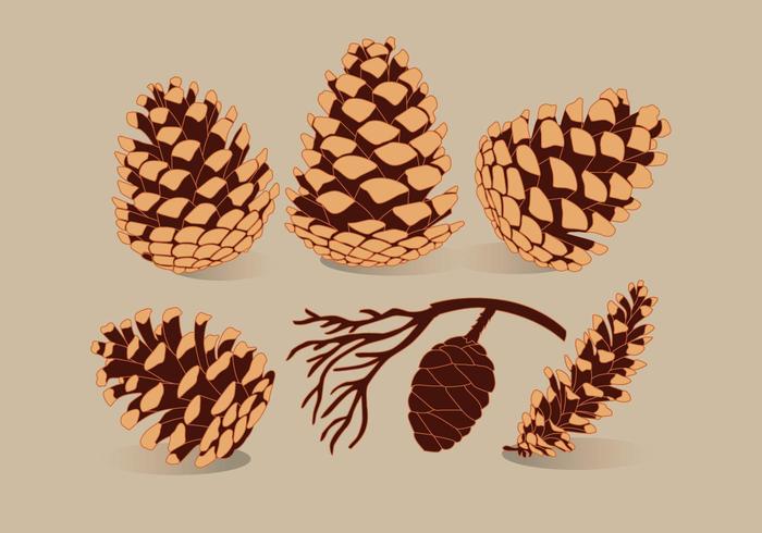 700x490 Pine Cones Vector