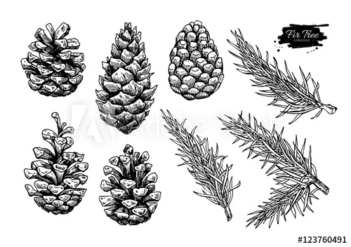 500x352 Pine Cone And Fir Tree Set. Botanical Hand Drawn Vector Illustra