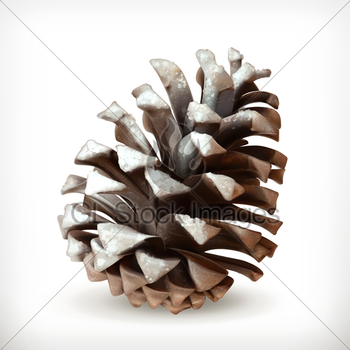 500x500 Winter, Pine Cone Vector Icon Gl Stock Images