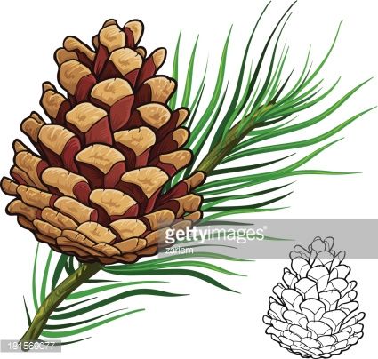425x404 Pine Cone Vector Id181569077 My Card