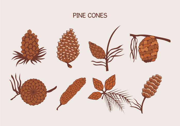 700x490 Brown Pine Cones Vector Illustration