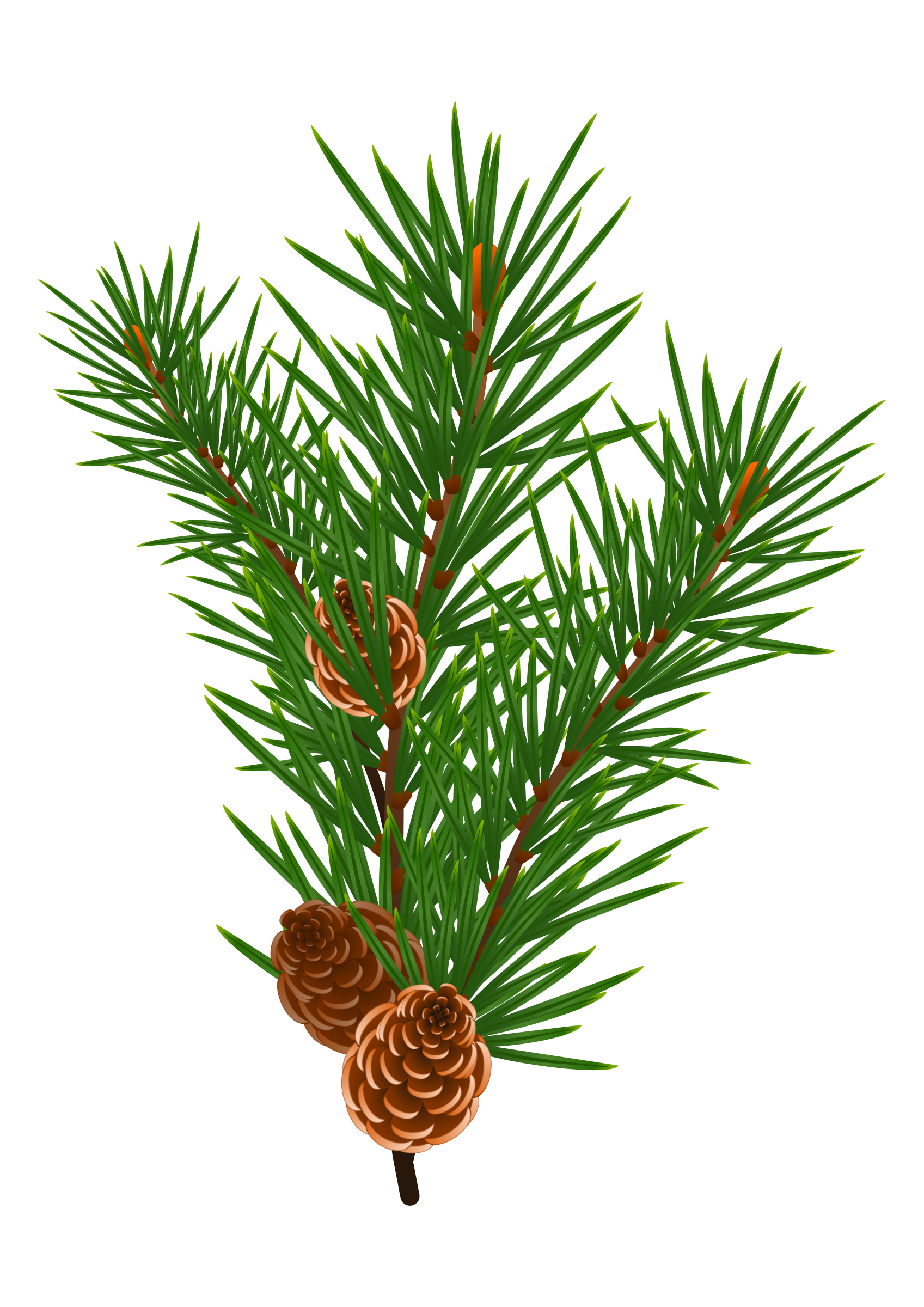 1697x2400 Collection Of Free Branch Vector Pinecone. Download On Ubisafe