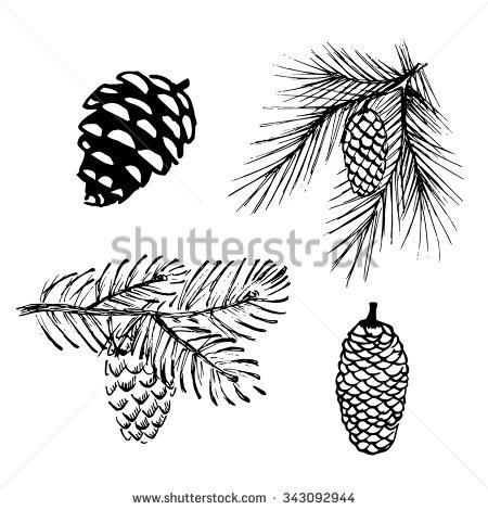 450x470 Drawn Pine Cone Pine Leaf 24