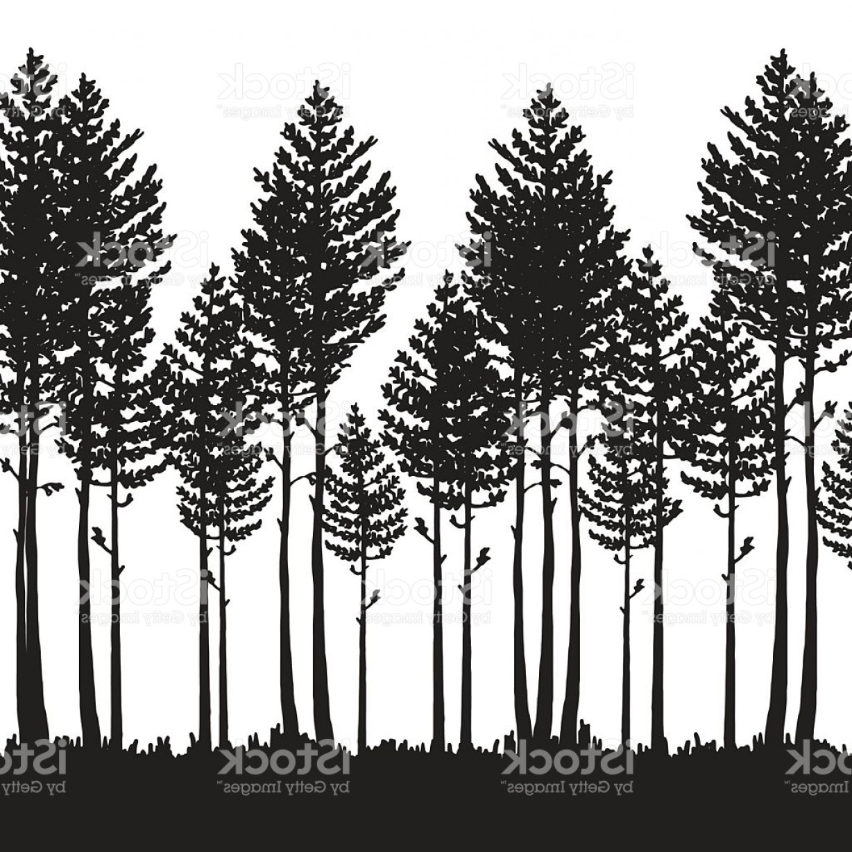 1228x1228 Vector Pine Forest Landscape Dark Forest With Pine Trees Gm