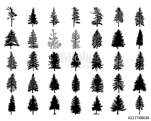 500x400 Vector Set Silhouette Of Different Canadian Pine Trees. Conifer