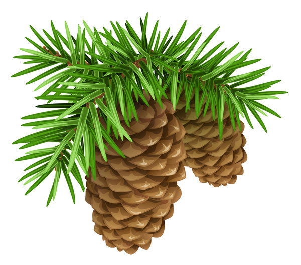 600x529 Fir Tree Branch With Cone Christmas Illustration Vector 03 Free