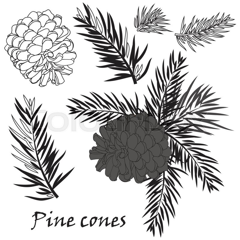 800x800 Fir Tree Branches With Pine Cone Black Silhouette On White