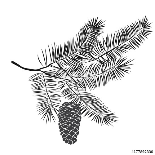 Pine Tree Branch Vector at GetDrawings | Free download