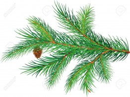 262x196 Inspirational Color Pine Clipart Pine Tree Branch Clipart 1300 972