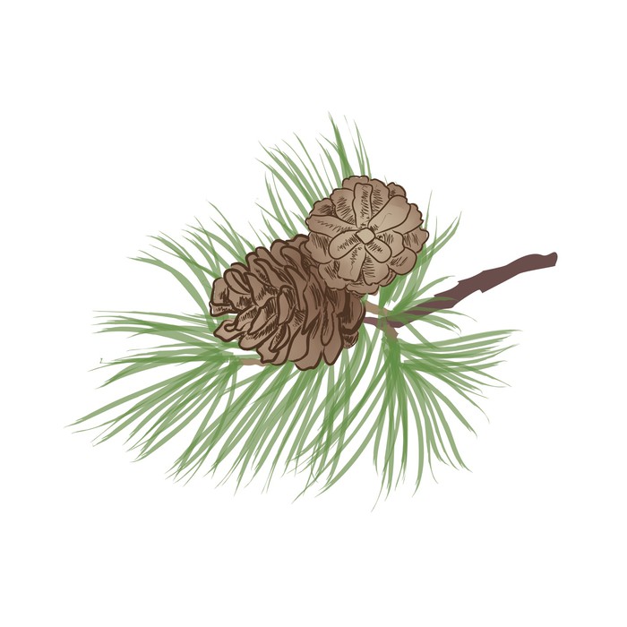 700x700 Pine Tree Branch. Pinecone Collection. Vector Pine Cone Set. Wall