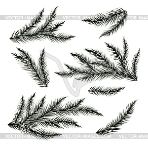 300x300 Pine Tree Branches