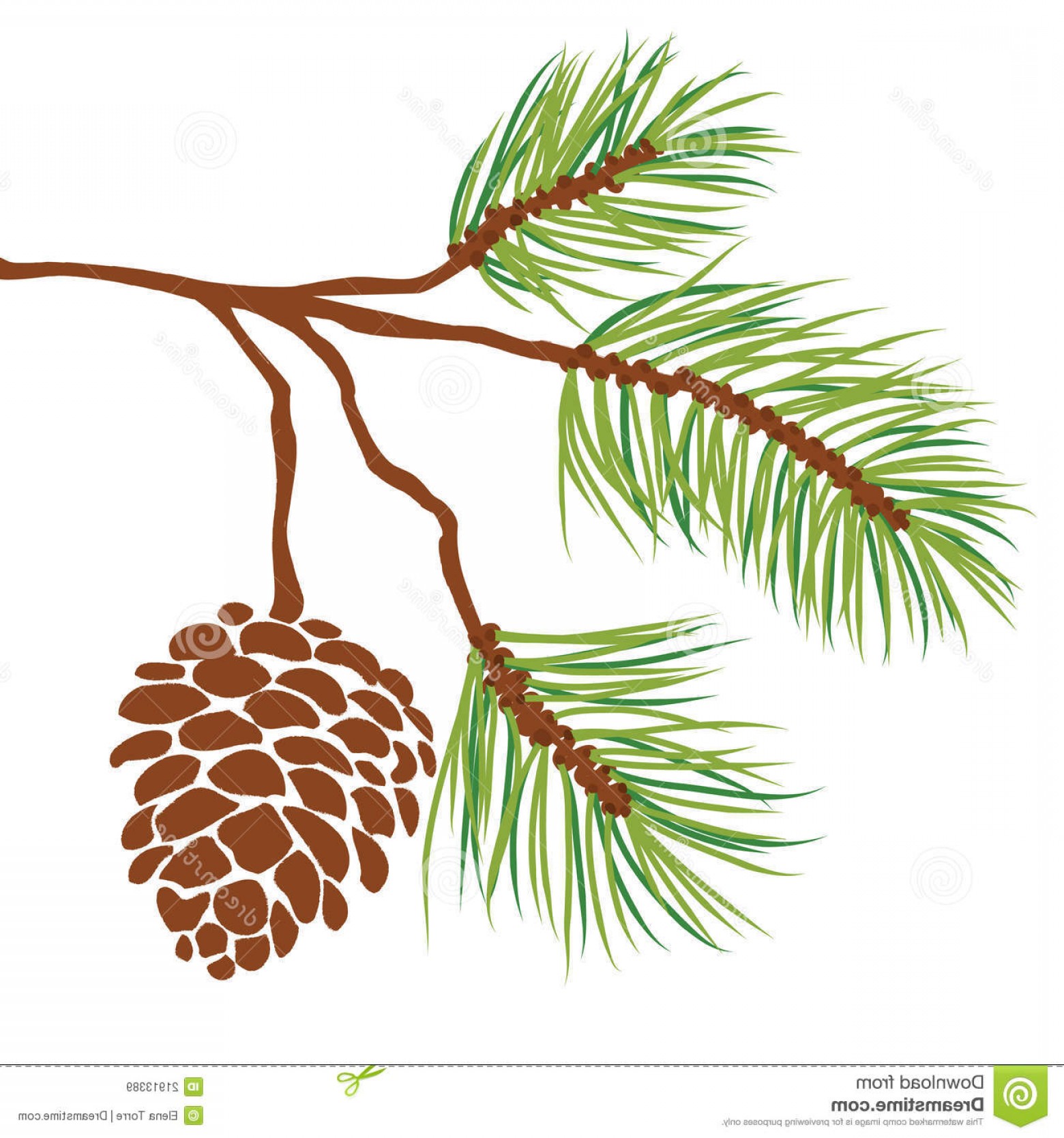 1560x1668 Royalty Free Stock Images Pine Tree Branch Cone Vector Image Arenawp