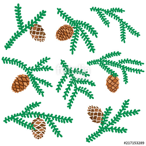 500x500 Vector Pine Tree Branches Set With Cone Isolated. Forest