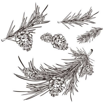 414x414 Pine Branch Drawings Hand Drawn Retro Pine Branches Vector Art