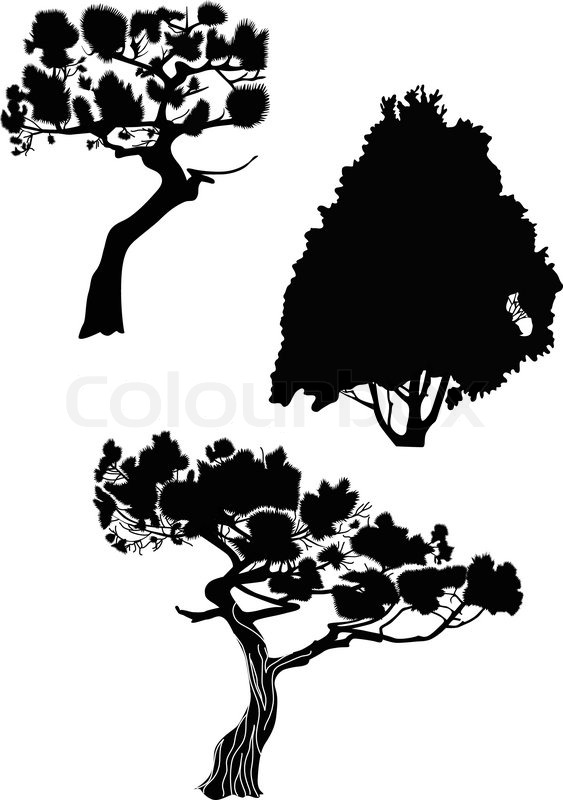 563x800 Fur Tree A Fir A Pine Trees Stock Vector Colourbox